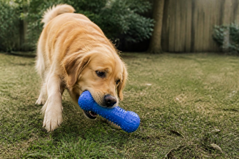 Are Tear Resistant Toys Worth It? A 2026 Guide