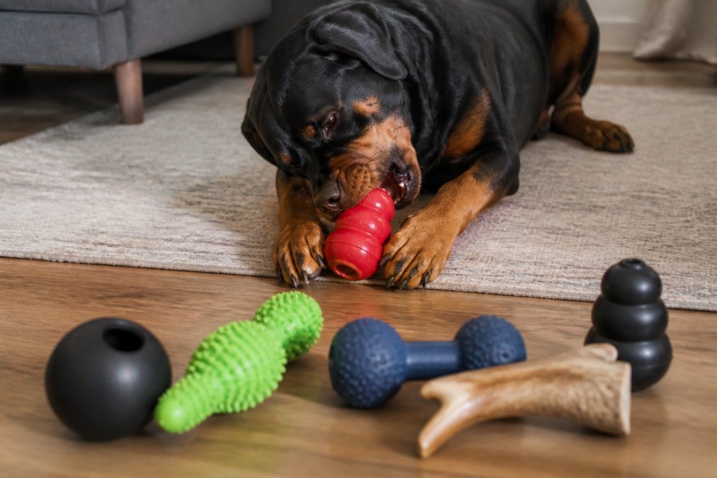 Durable Chew Toys for Aggressive Chewers: 2026 Guide